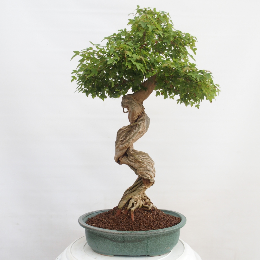 Bonsai voor buiten - Acer Buergerianum - Burgeresdoorn