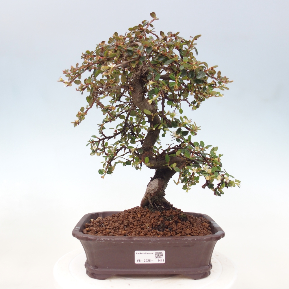Buitenbonsai-Cotoneaster dammeri - Damer's Rock