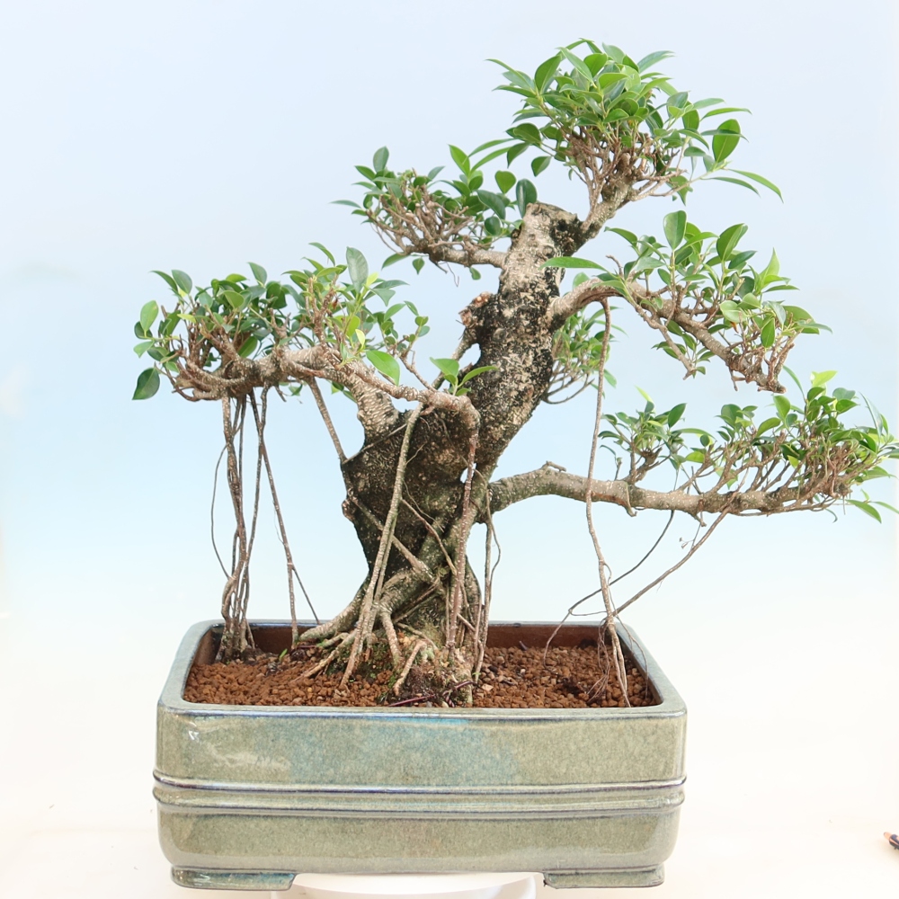 Kamerbonsai - Ficus kimmen - kleinbladige ficus