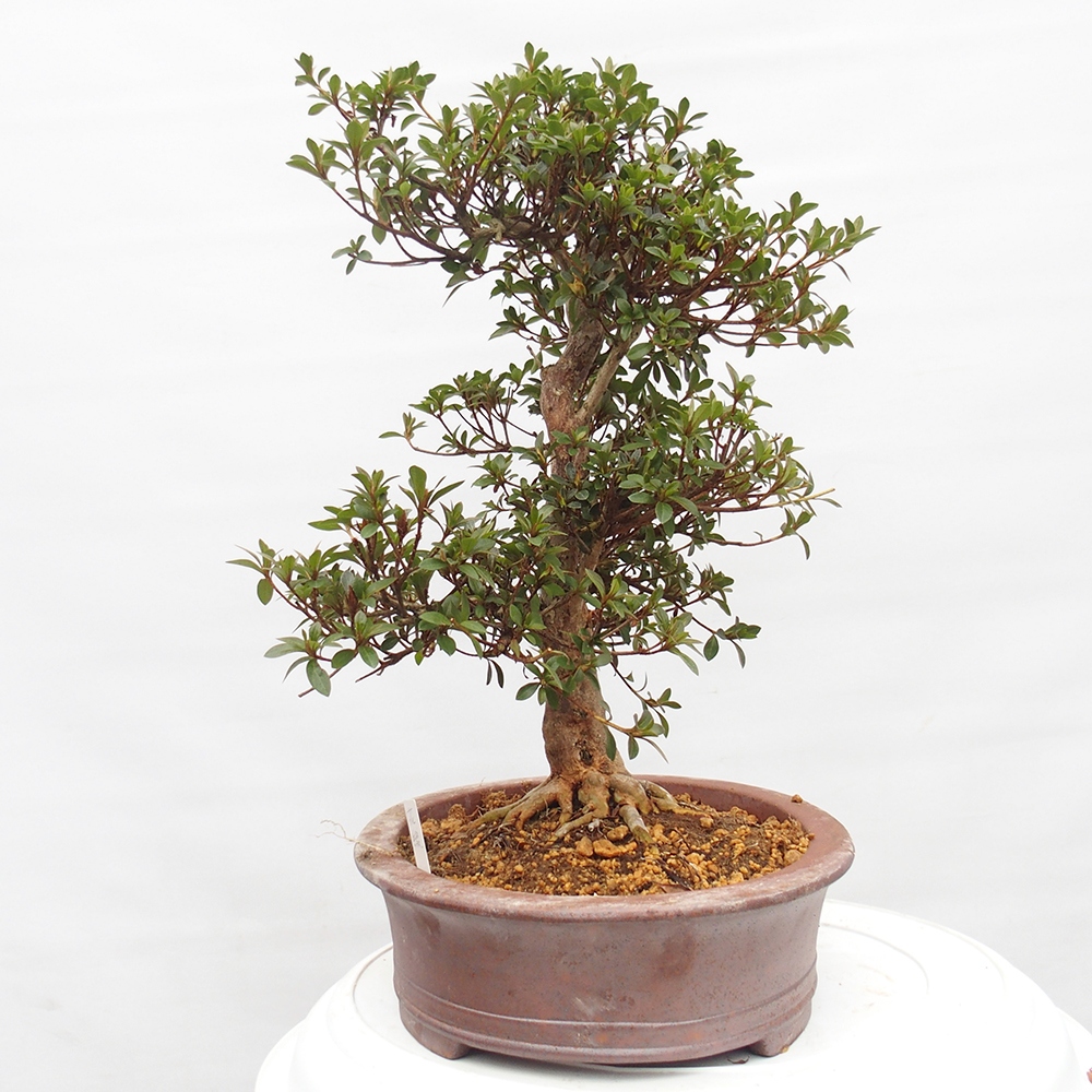 Bonsai voor buiten - Japanse Azalea - Azalea Hanatsuzuri