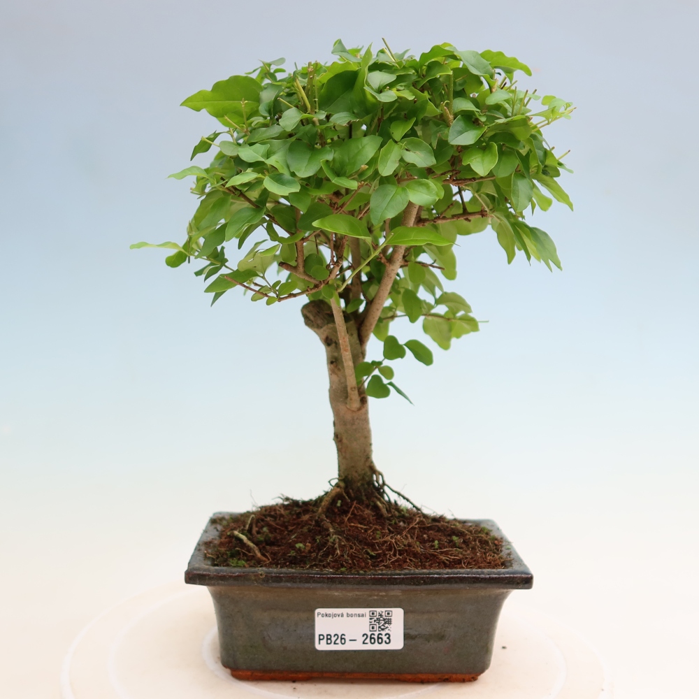 Kamerbonsai -Ligustrum chinensis - Vogelsnavel