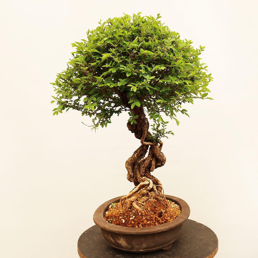 Bonsai voor buiten - Zelkova - Zelkova NIRE