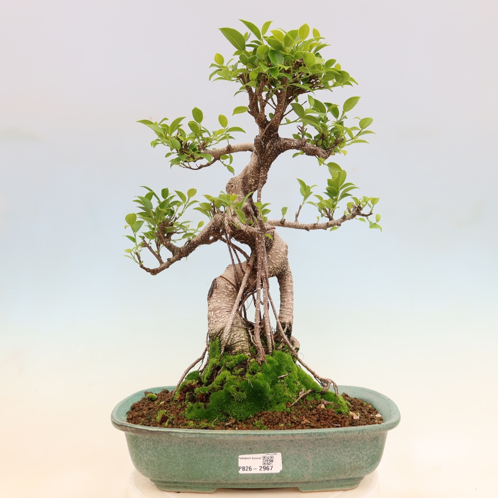 Kamerbonsai - Ficus kimmen - kleinbladige ficus