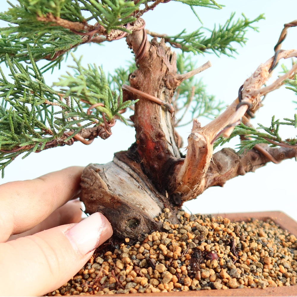 Bonsai voor buiten - Juniperus chinensis Itoigawa
