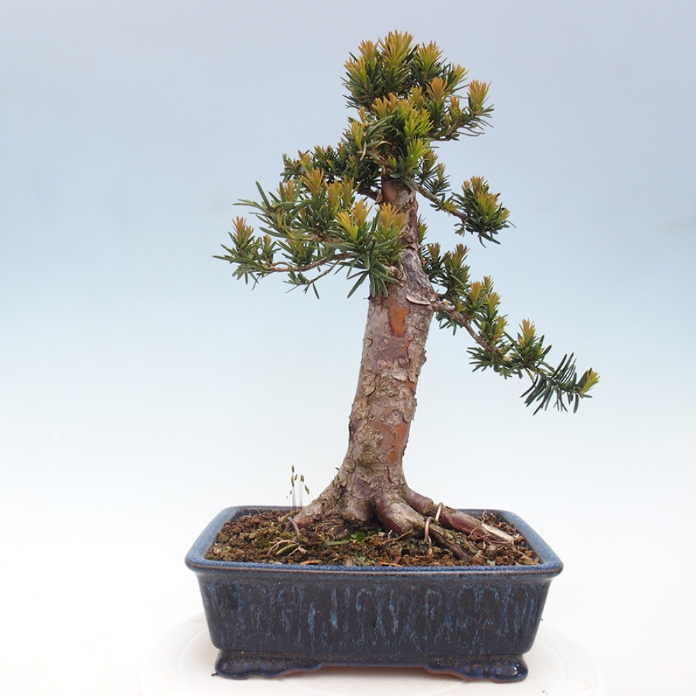 Bonsai voor buiten - Taxus cuspidata - Japanse Taxus