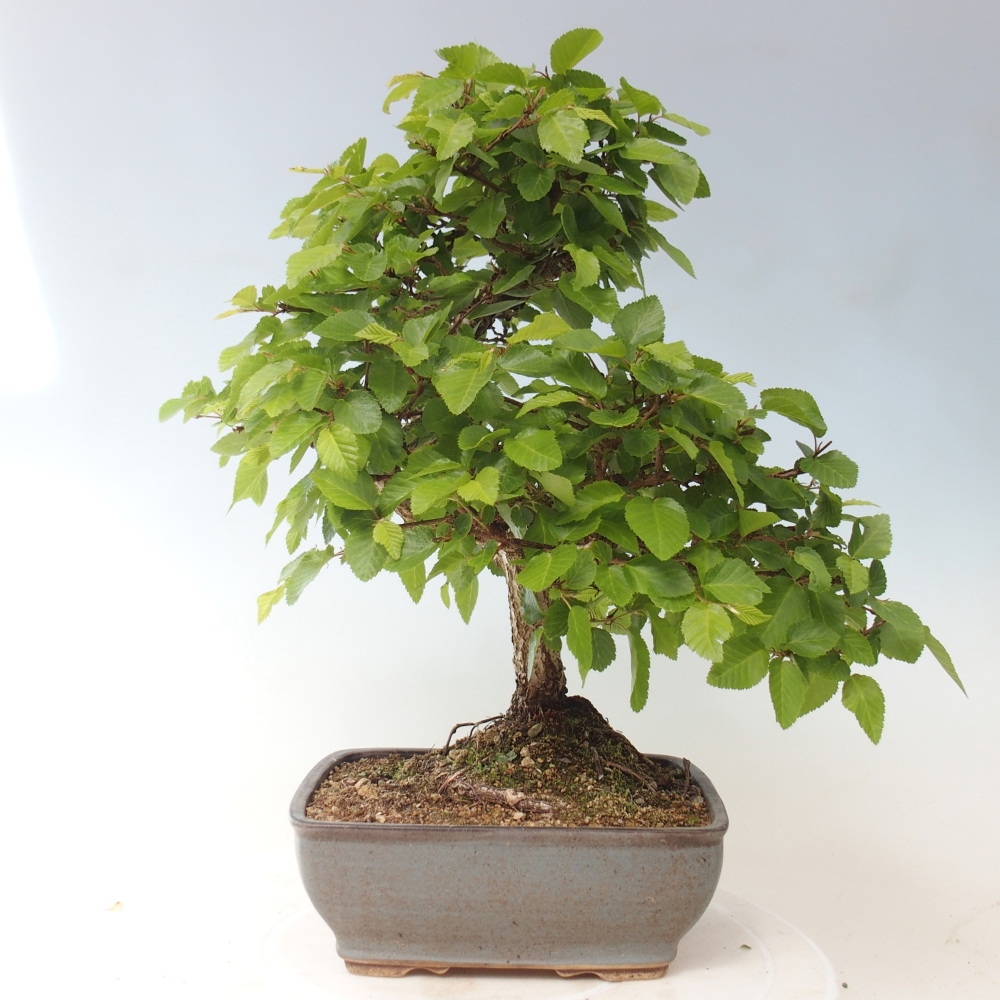 Bonsai voor buiten -Carpinus CARPINOIDES - Koreaanse haagbeuk
