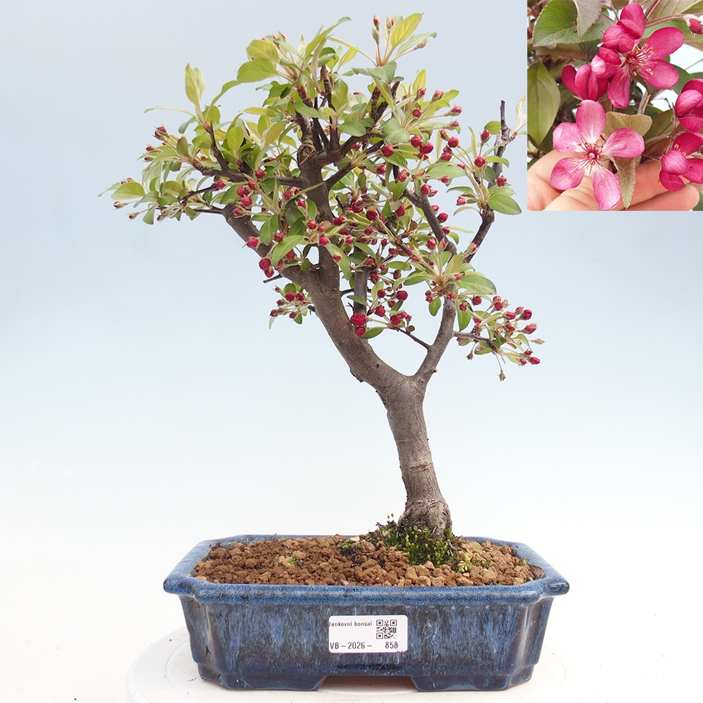 Bonsai voor buiten -Malus domestica - Roodbladige appelboom met kleine vruchten