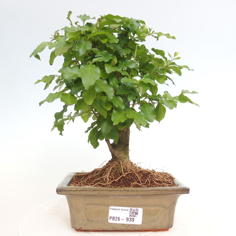 Kamerbonsai -Ligustrum chinensis - Vogelsnavel