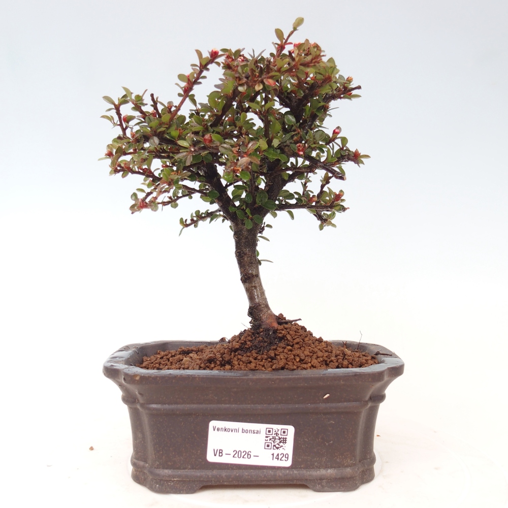 Bonsai voor buiten - Cotoneaster horizontalis - Rocky Mountain