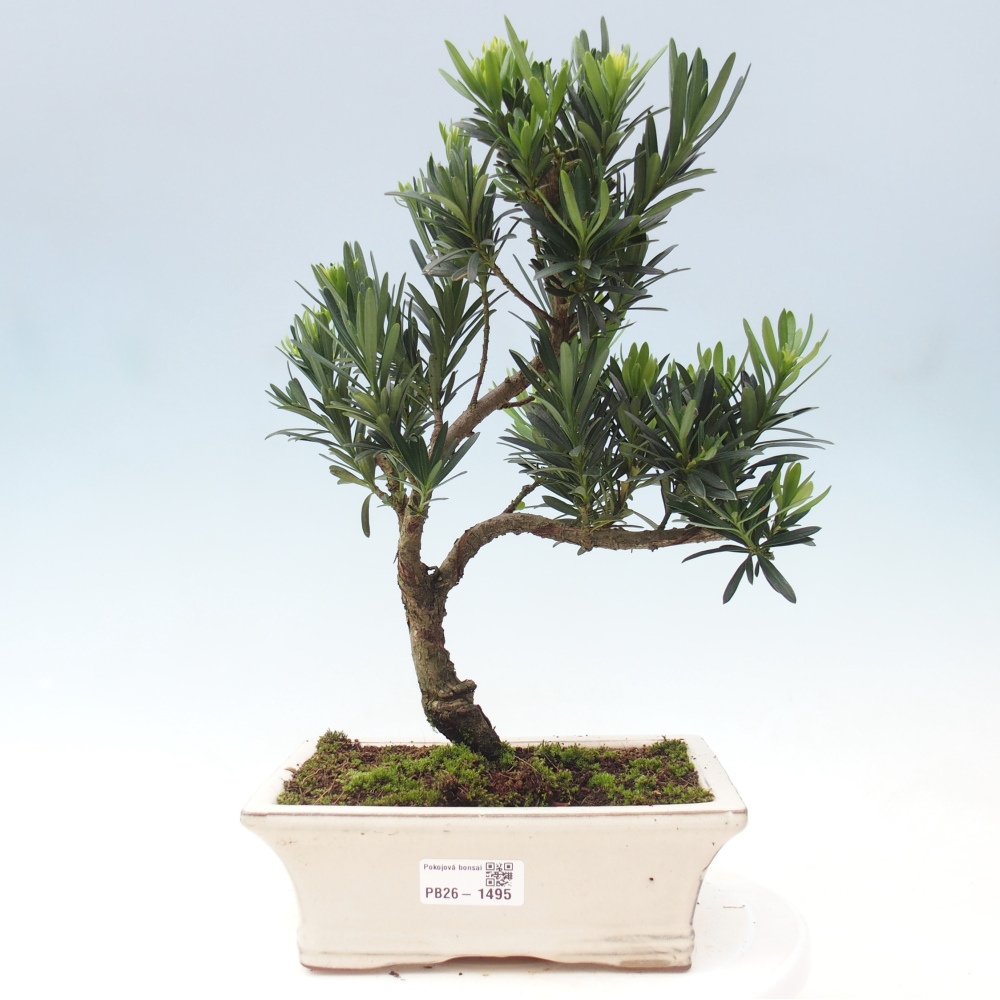 Kamerbonsai - Podocarpus - Taxus