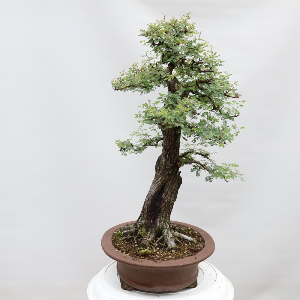 Kamerbonsai - Arabische acacia's