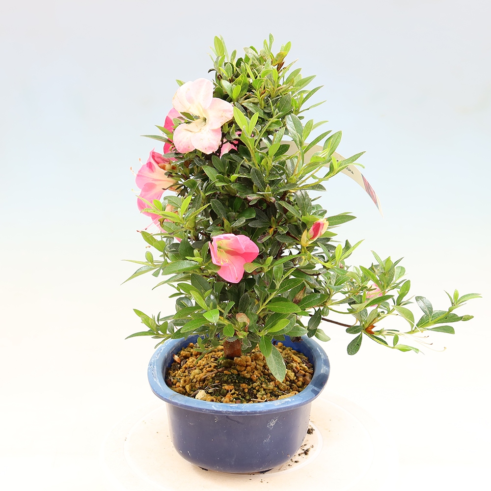 Bonsai voor buiten - Japanse Azalea - Azalea Santoka