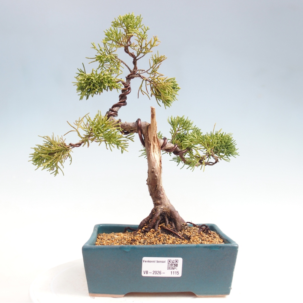 Bonsai voor buiten - Juniperus chinensis Kishu