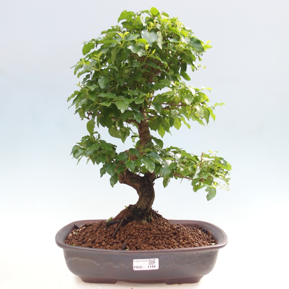 Kamerbonsai -Ligustrum chinensis - Vogelsnavel