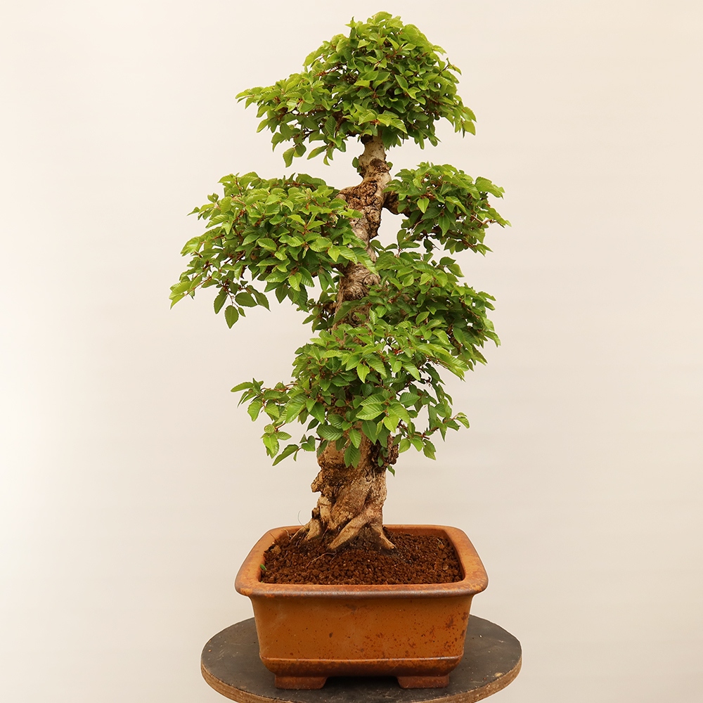 Bonsai voor buiten -Carpinus Coreana - Koreaanse haagbeuk