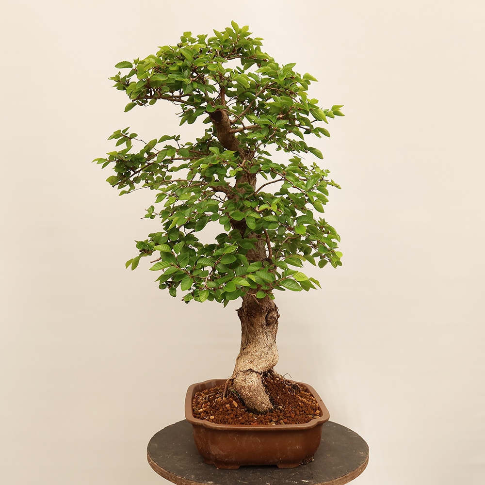 Bonsai voor buiten -Carpinus Coreana - Koreaanse haagbeuk