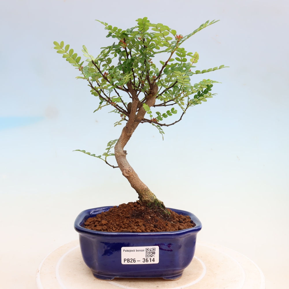 Kamerbonsai - Zantoxylum piperitum - peperboom