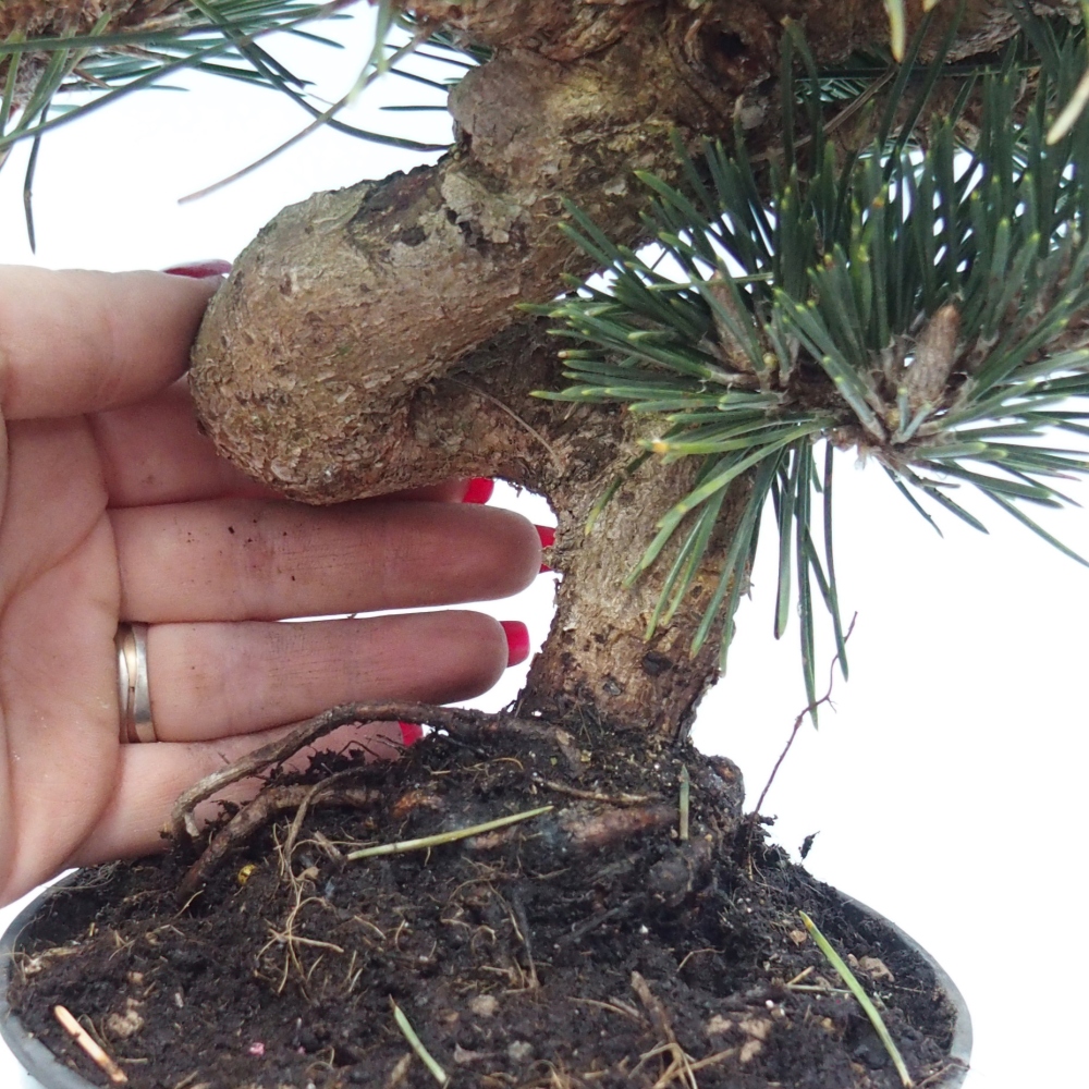 Bonsai voor buiten - Pinus thunbergii senjyumaru - Thunberg den