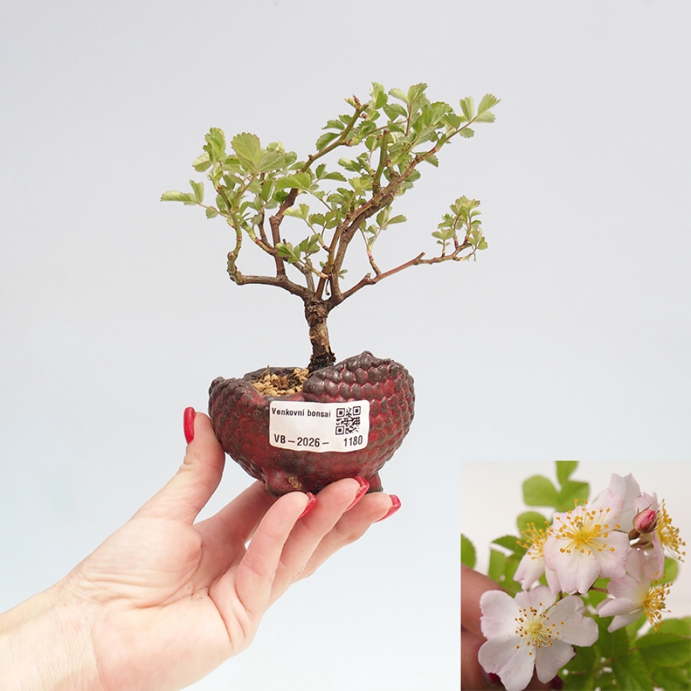 Bonsai voor buiten - Rosa sp. - kleinbloemige roos
