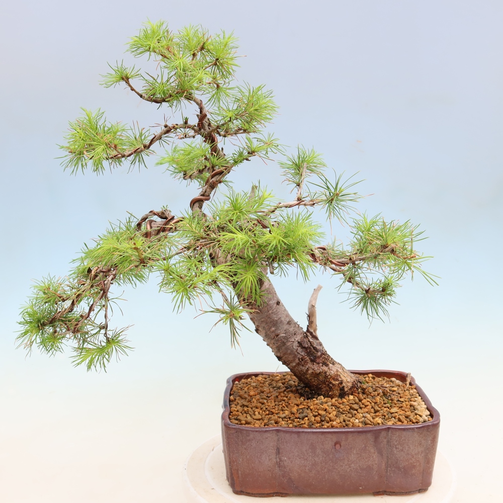 Bonsai voor buiten -Larix decidua - Lariks