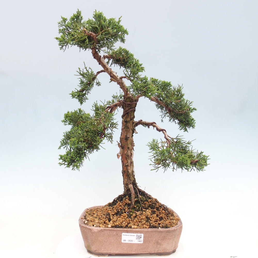 Bonsai voor buiten - Juniperus chinensis Kishu