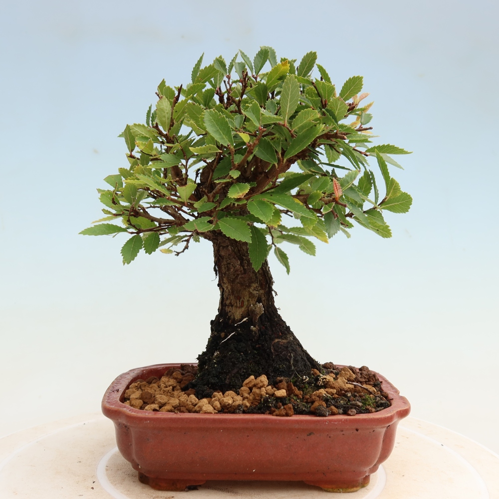 Bonsai voor buiten - Zelkova - Zelkova NIRE