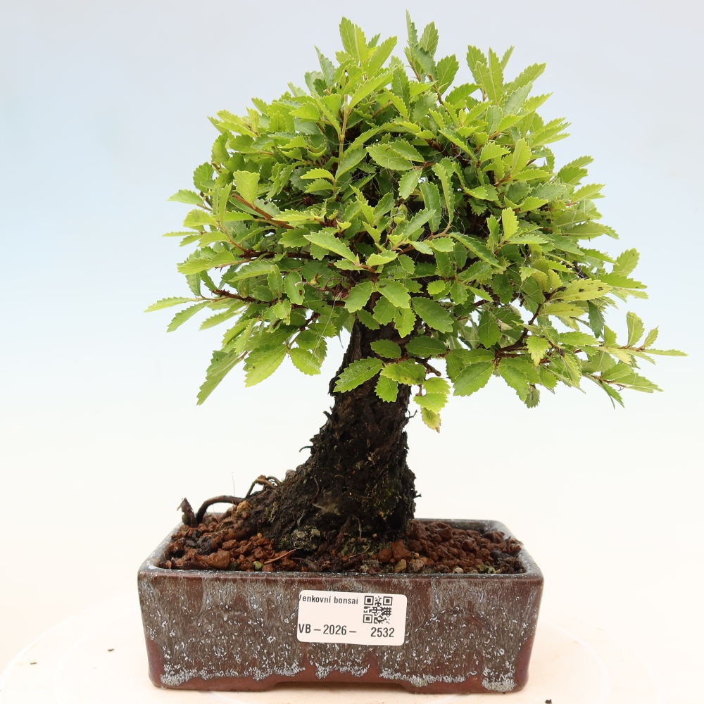 Bonsai voor buiten - Zelkova - Zelkova NIRE