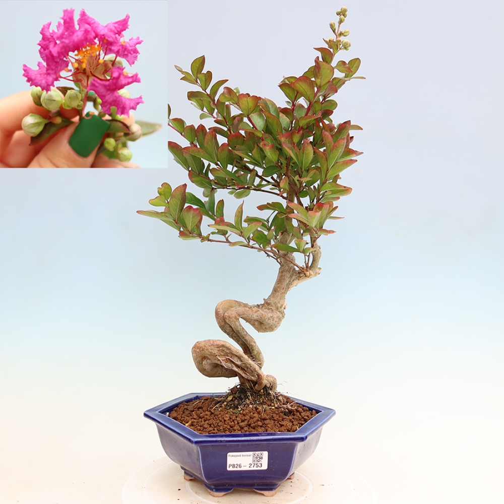 Kamerbonsai - Lagerstroemia indica - Indische seringenboom