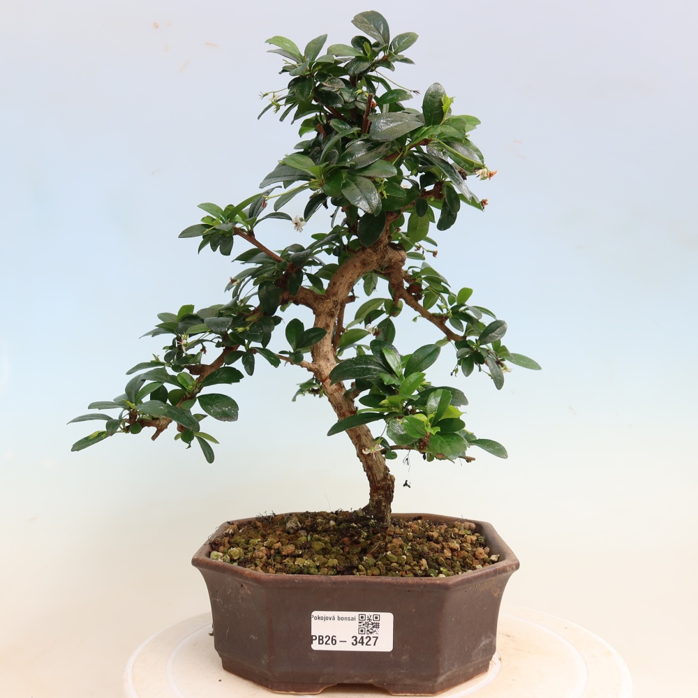 Kamerbonsai - Carmona macrophylla - Thee fuki