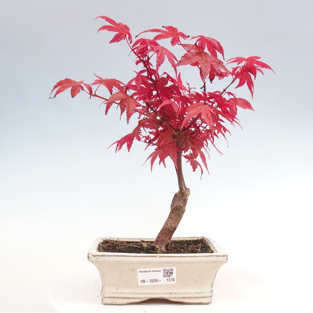 Bonsai voor buiten - Acer palmatum DESHOJO