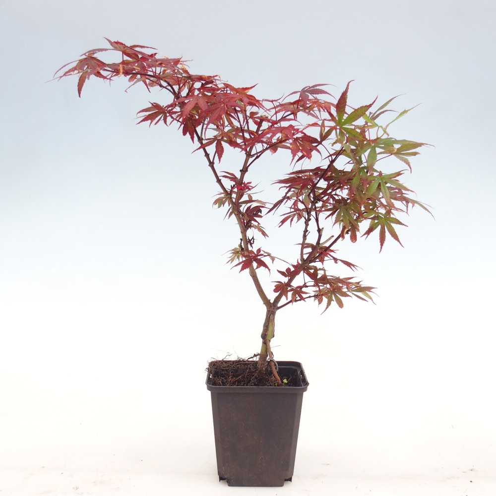 Bonsai voor buiten - Acer palmatum Berry Broom in container