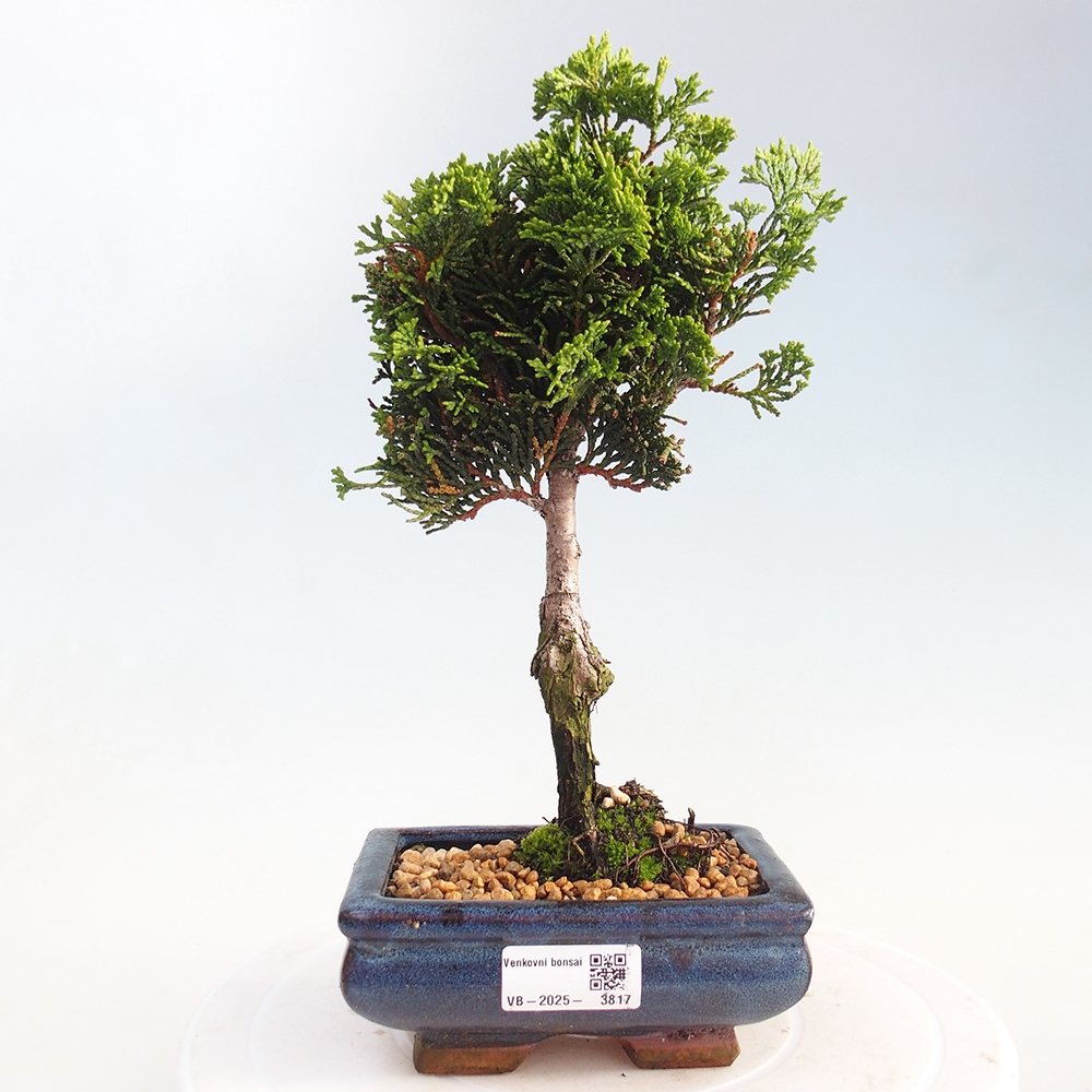 Bonsai voor buiten - Cham.pis obtusa Nana Gracilis - Cipres