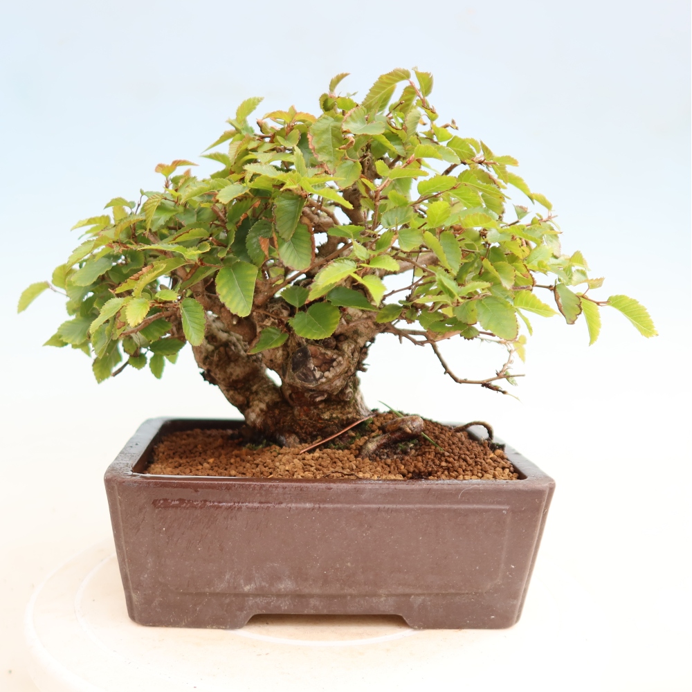 Bonsai voor buiten -Carpinus CARPINOIDES - Koreaanse haagbeuk