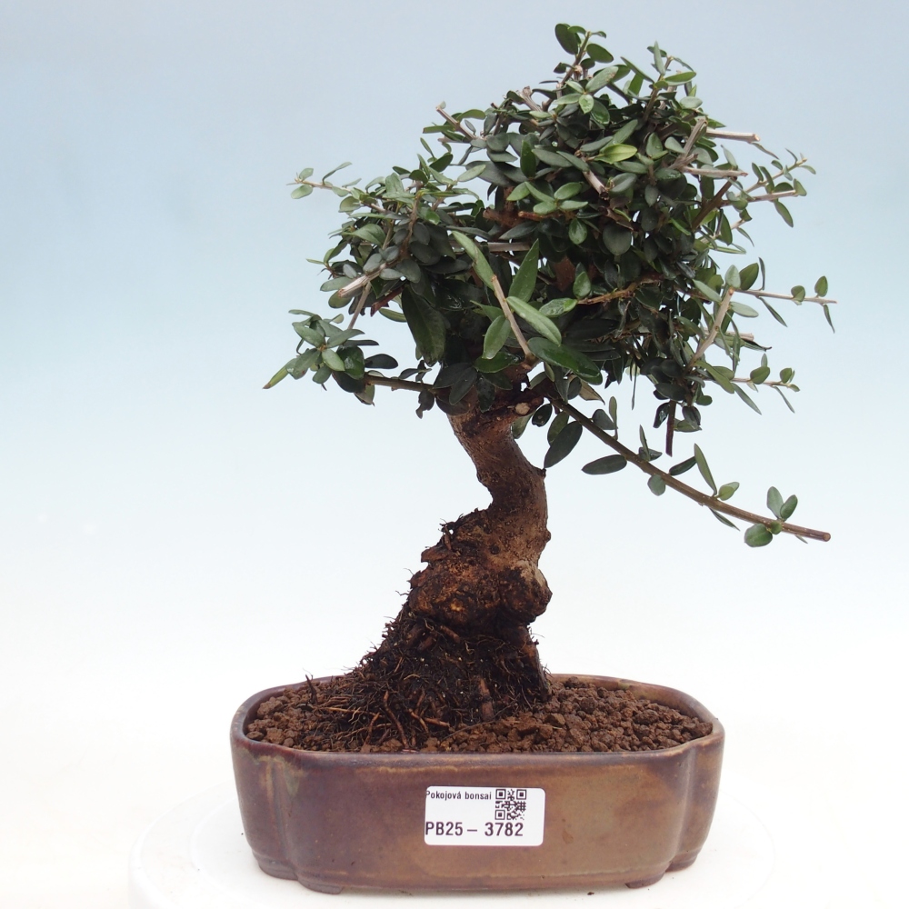 Bonsai voor binnen - Olea europaea sylvestris