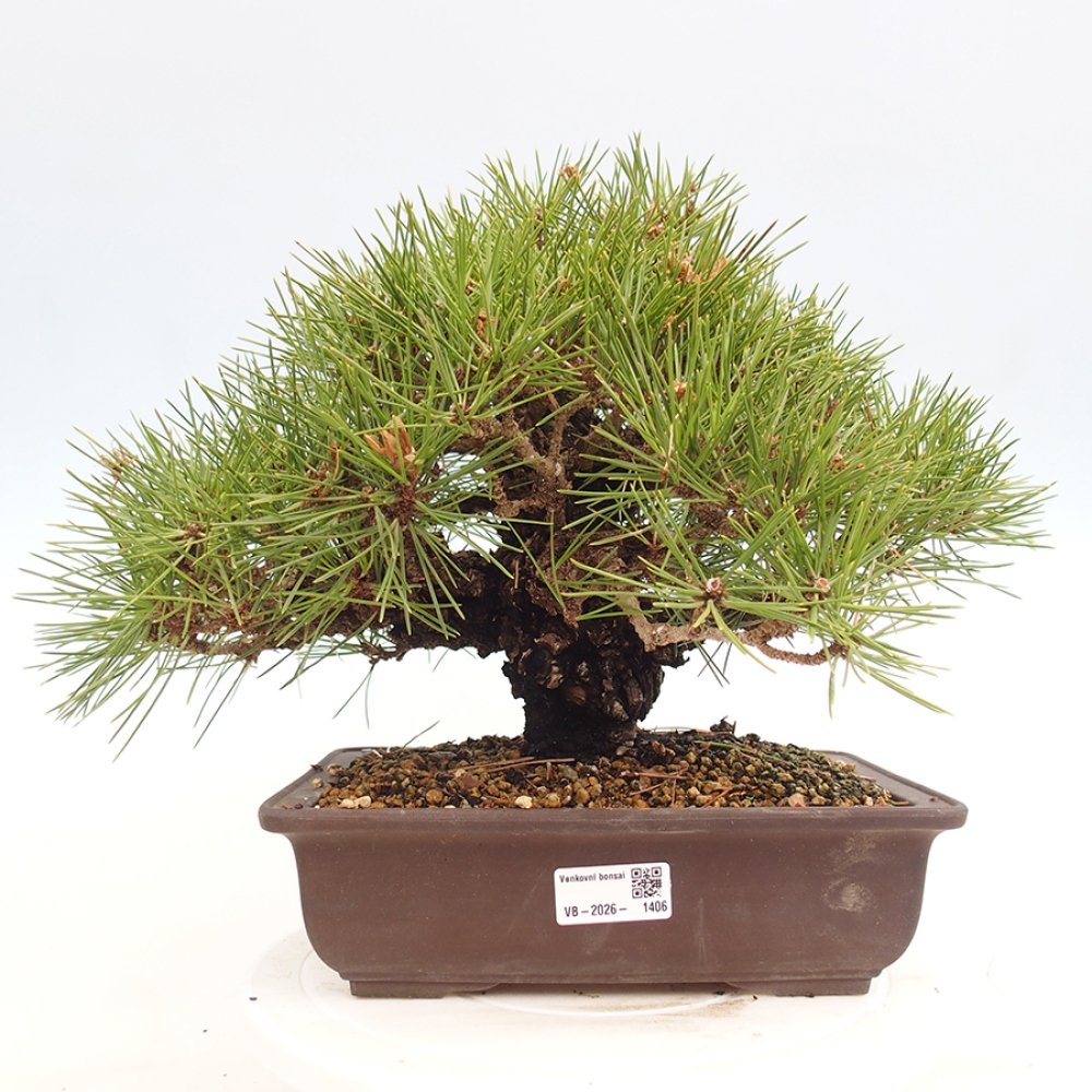 Bonsai voor buiten - Pinus thunbergii - Thunberg den