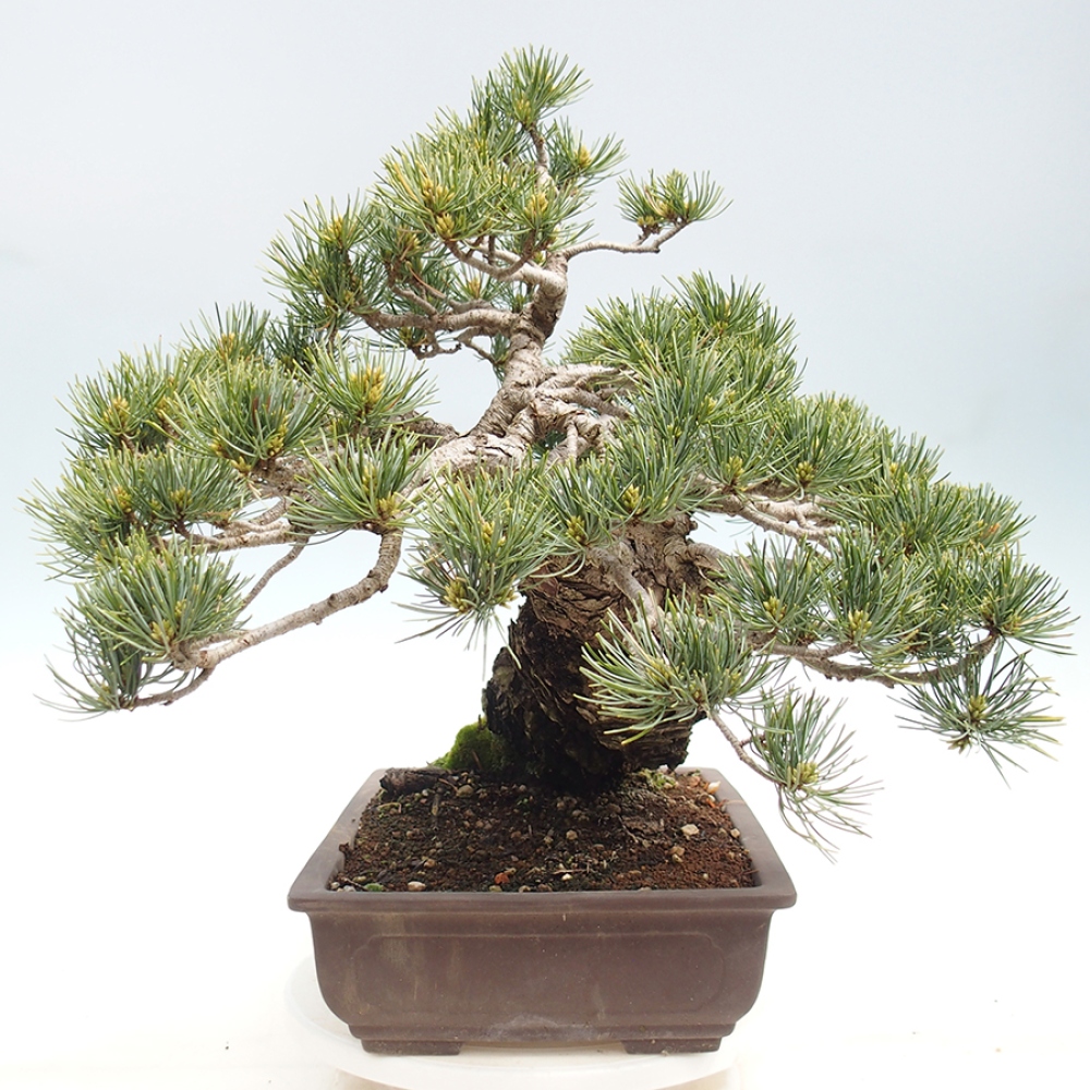 Bonsai voor buiten - Pinus parviflora - Pinus parviflora