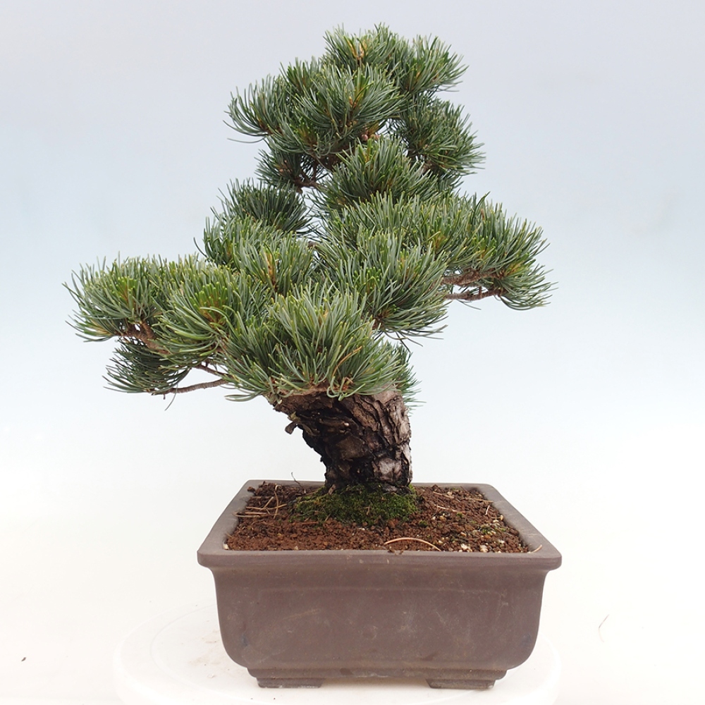 Bonsai voor buiten - Pinus parviflora - Pinus parviflora