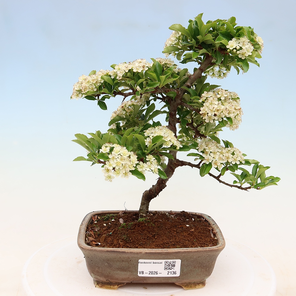 Buitenbonsai - Pyracantha teton - Vuurdoorn