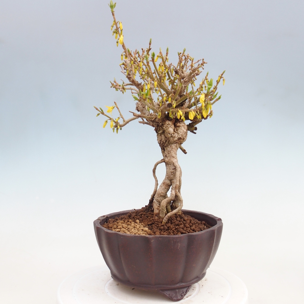 Bonsai voor buiten - Zlatice - Forsythia koreana