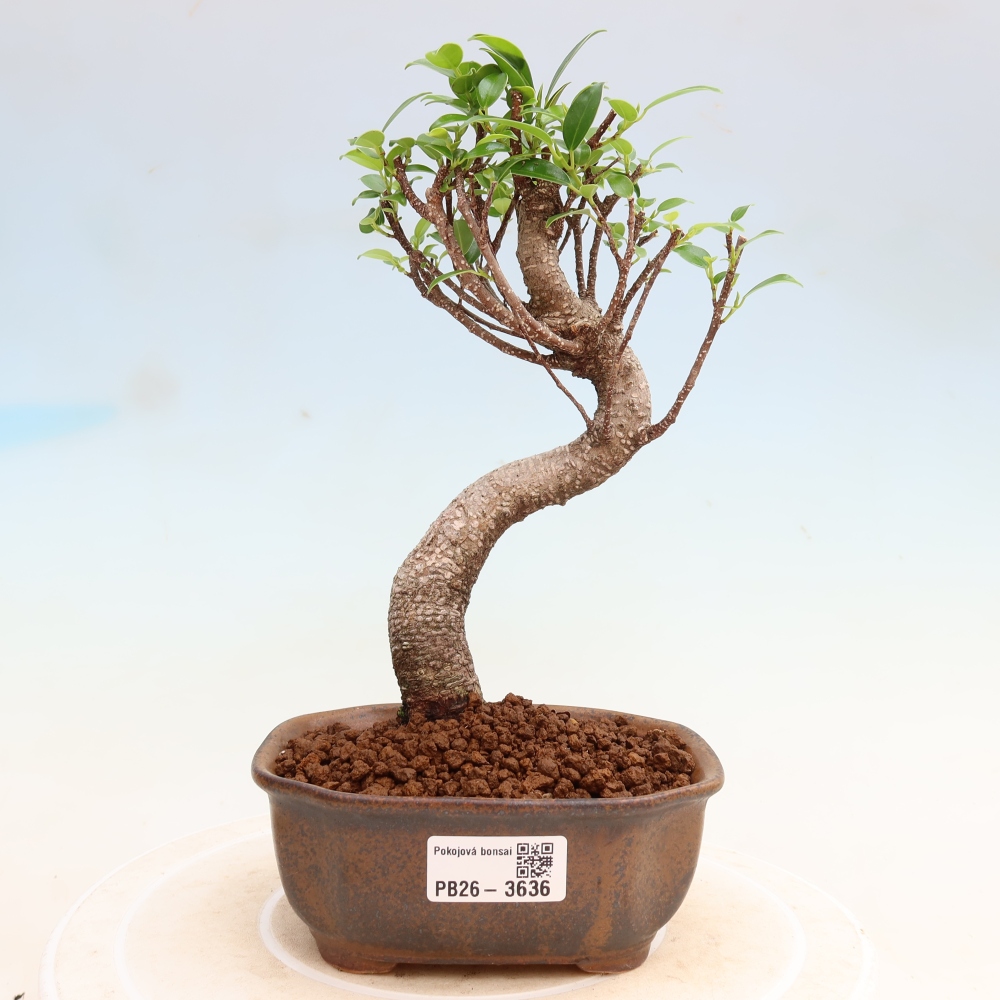 Kamerbonsai - Ficus kimmen - kleinbladige ficus