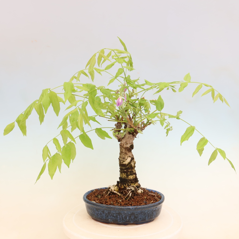 Bonsai voor buiten - Wisteria floribunda