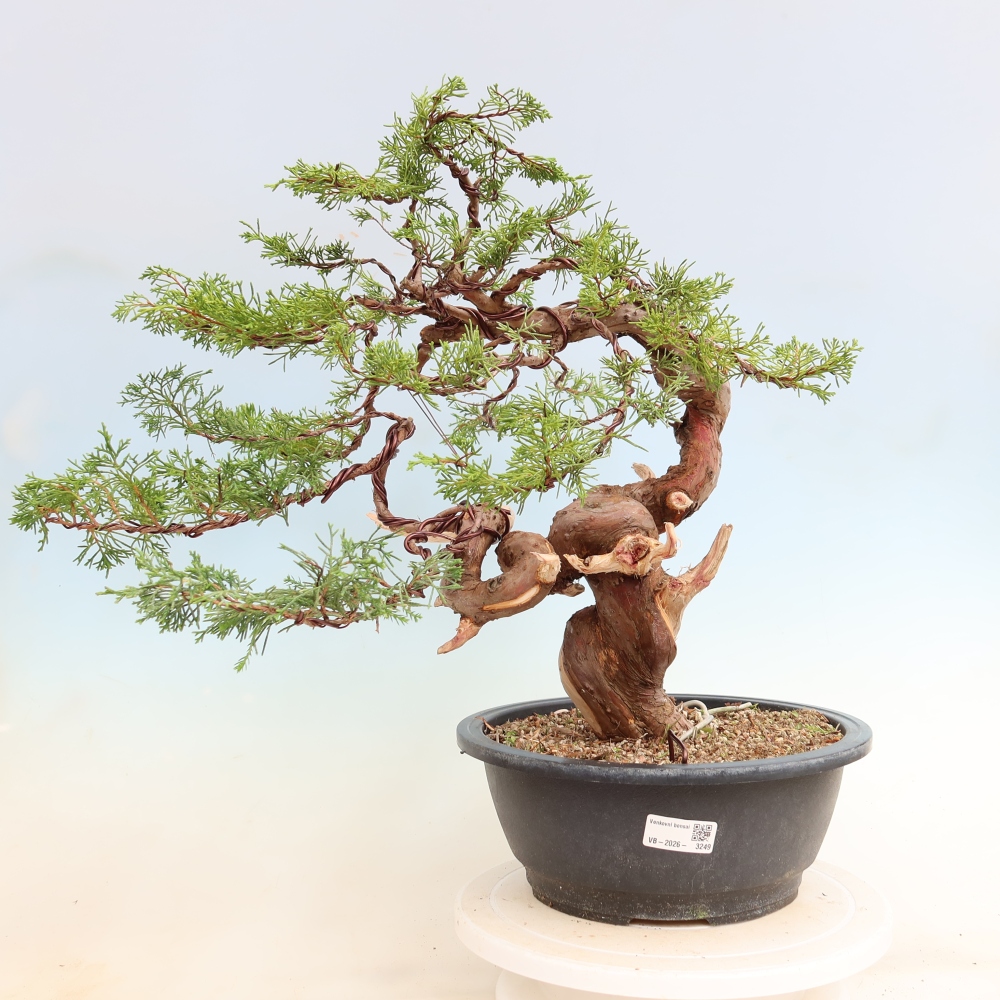Bonsai voor buiten - Juniperus chinensis Itoigawa-Juniperus chinensis