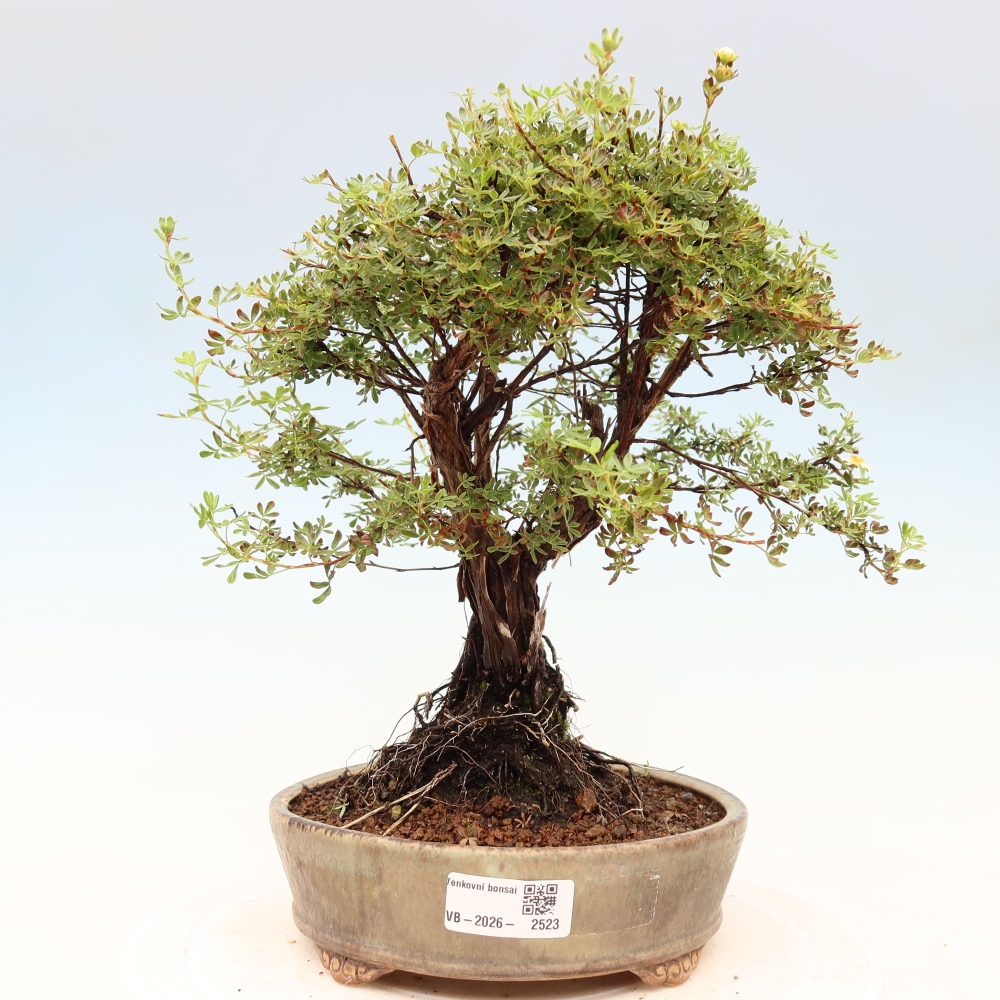 Bonsai voor buiten - Potentila fruticosa