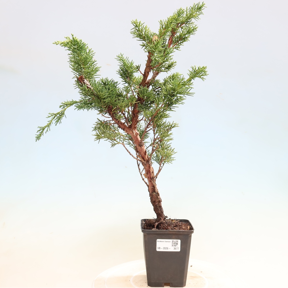 Bonsai voor buiten - Juniperus chinensis Kishu