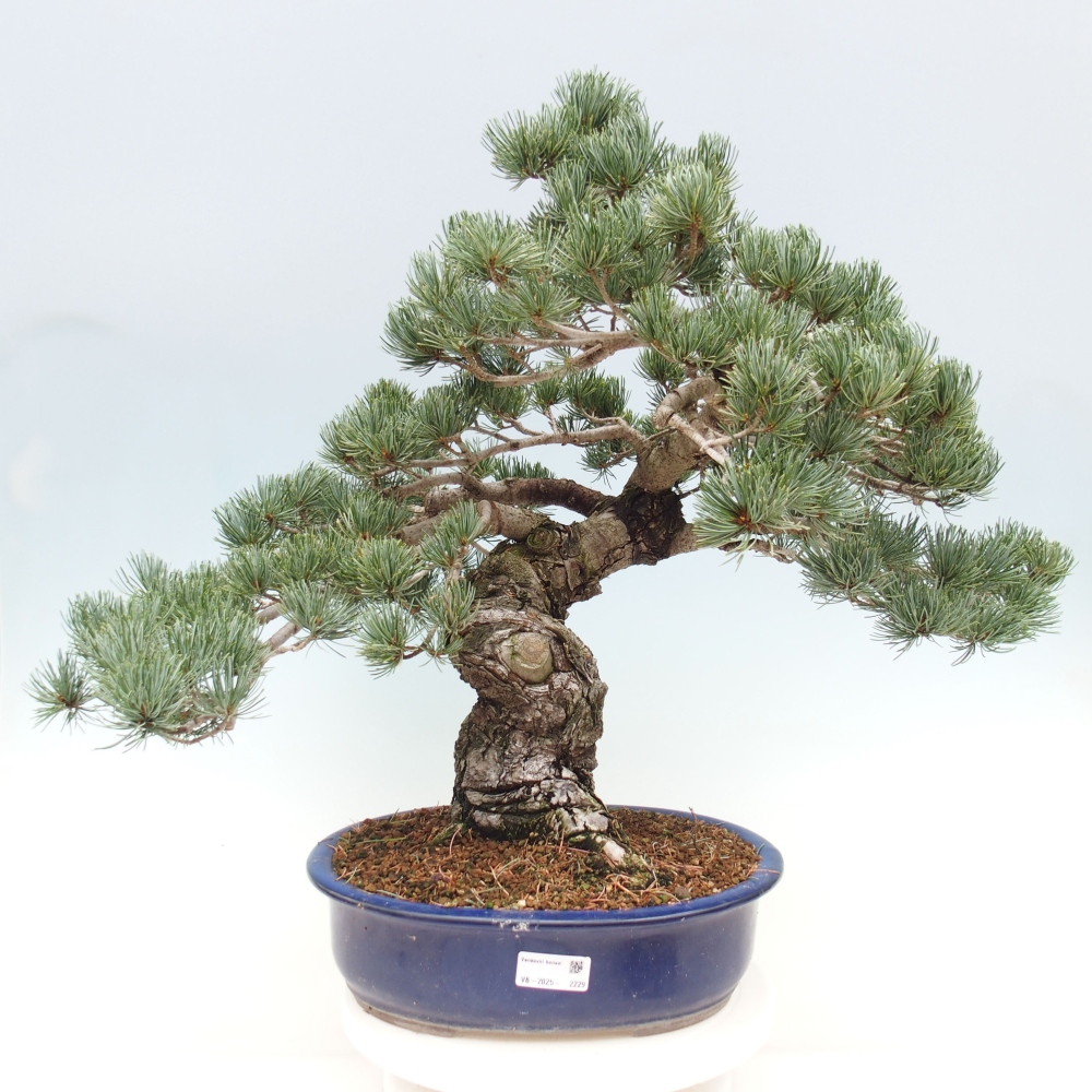 Bonsai voor buiten - Pinus parviflora - Pinus parviflora