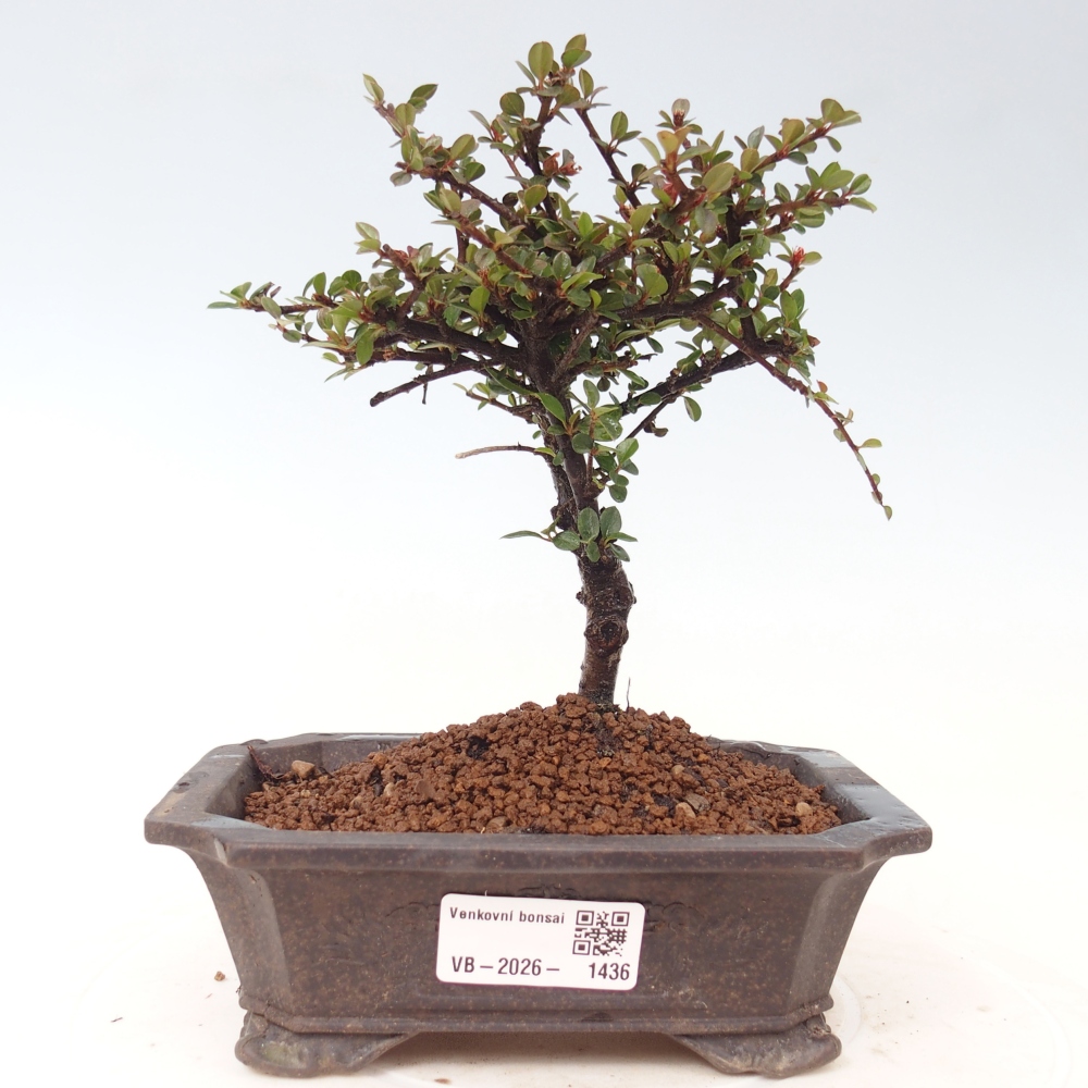 Bonsai voor buiten - Cotoneaster horizontalis - Rocky Mountain