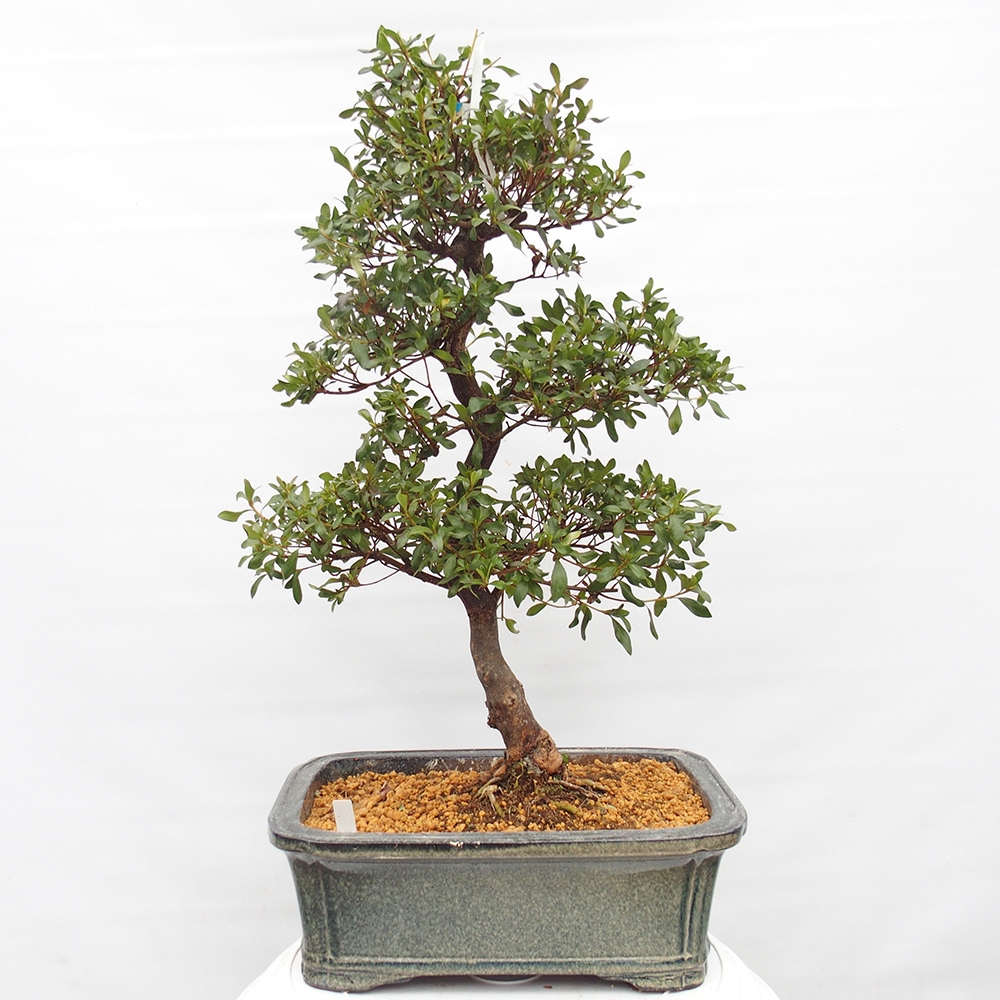 Bonsai voor buiten - Japanse Azalea - Azalea Kisshoten