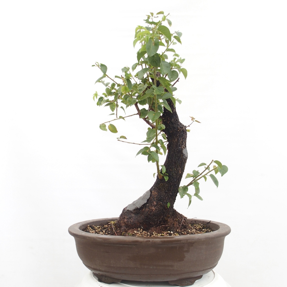 Bonsai voor buiten - Mahalebka - Prunus mahaleb