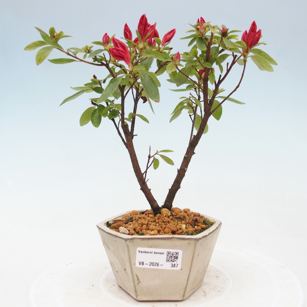 Bonsai voor buiten - Japanse azalea - Azalea sp.