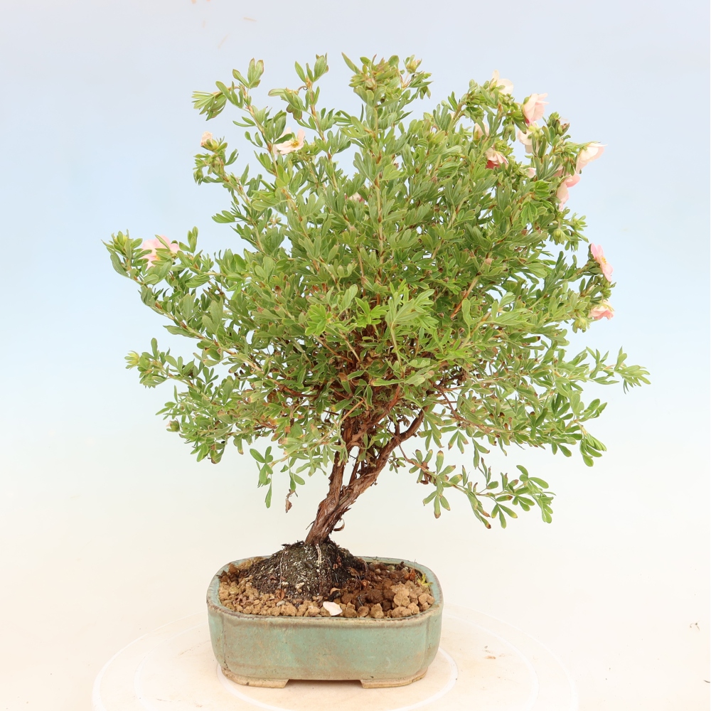 Buitenbonsai – Struikachtige potentilla – Potentilla fruticosa Bellissima
